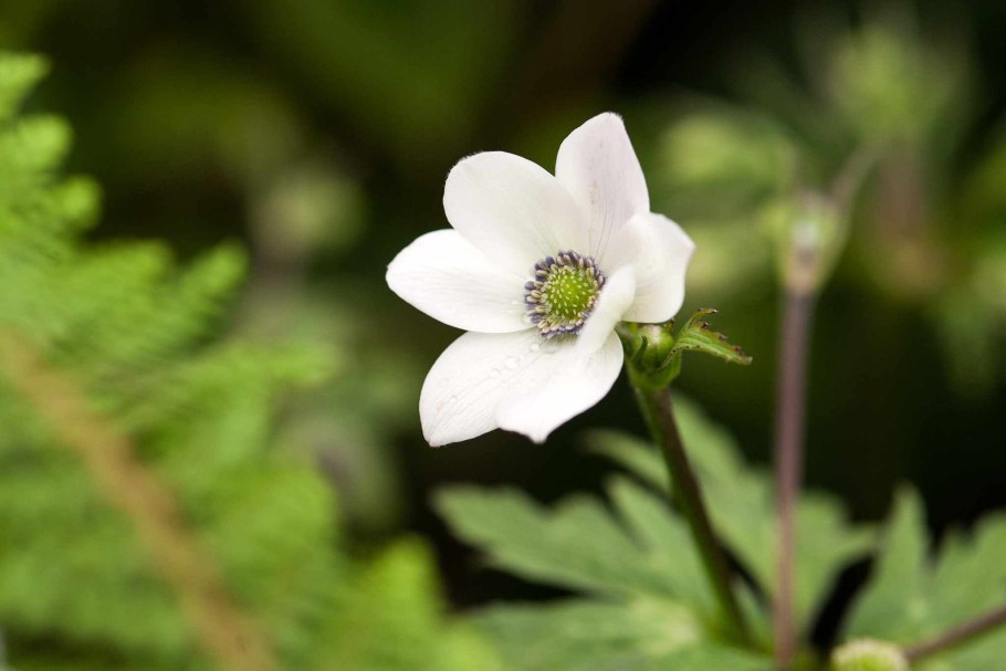 Анемона ветреница японская