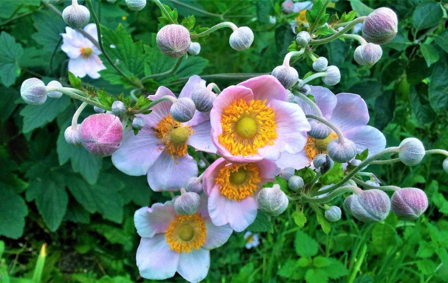 Анемона Дубравная