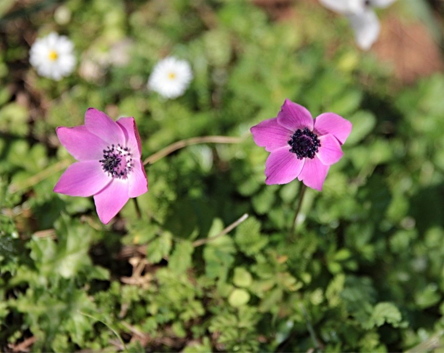 Анемона виноградолистная / Anemone vitifolia / (р9)