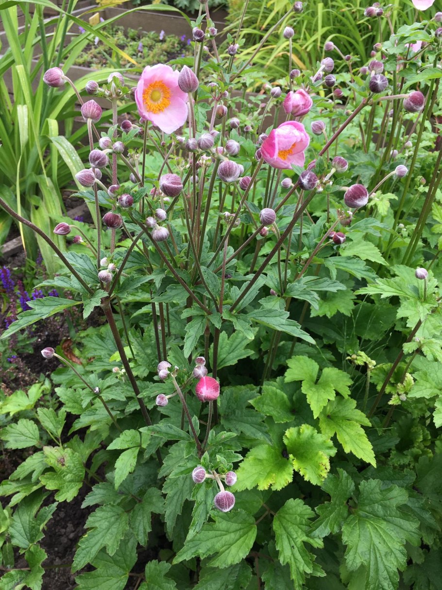 Ветреница Лесная