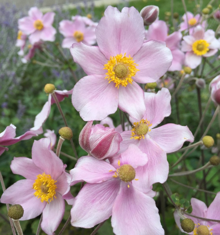 Ветреница Дубравная (Anemóne nemorósa)