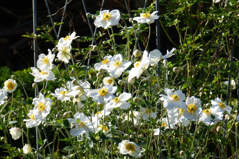 Анемона японская осенняя