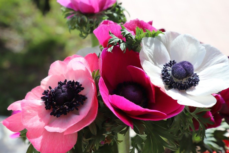 Ветреница виноградолистная