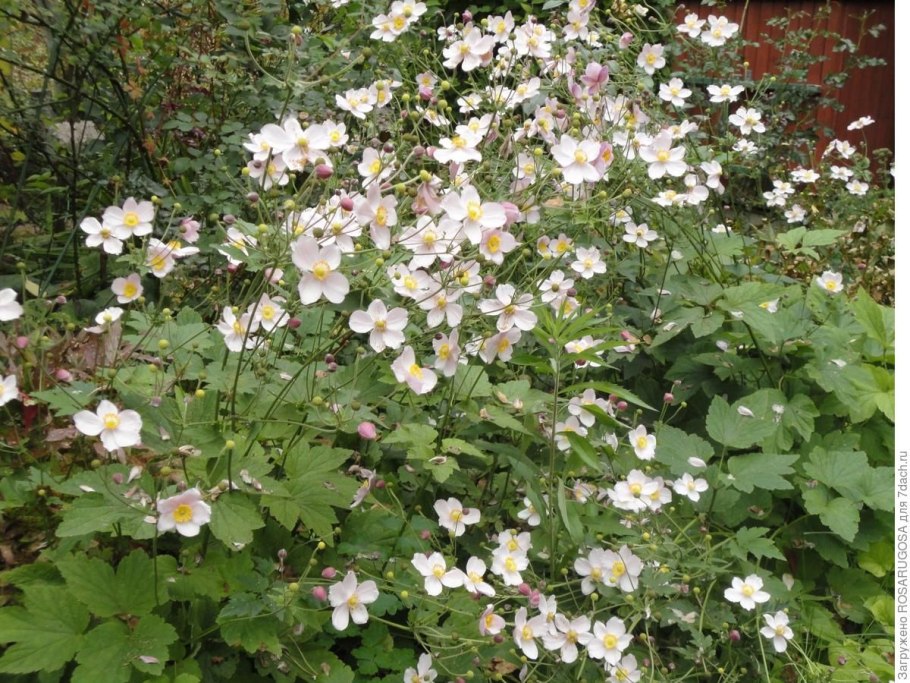 Анемон ветреница