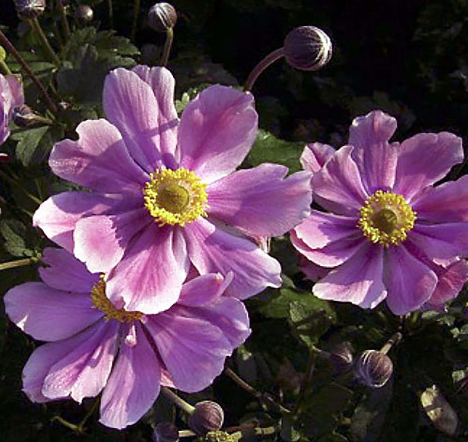 Ветреница корончатая