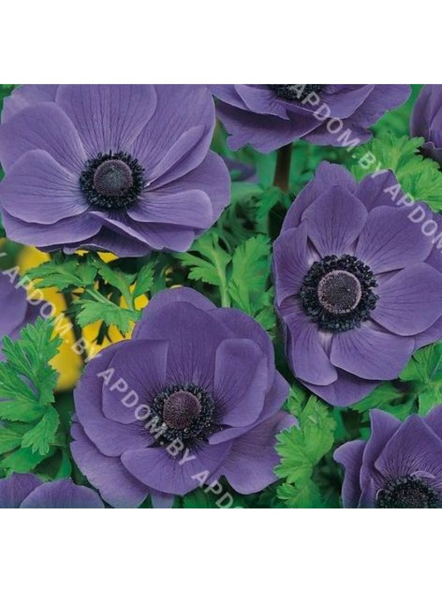 Ветреница анемона Лесная