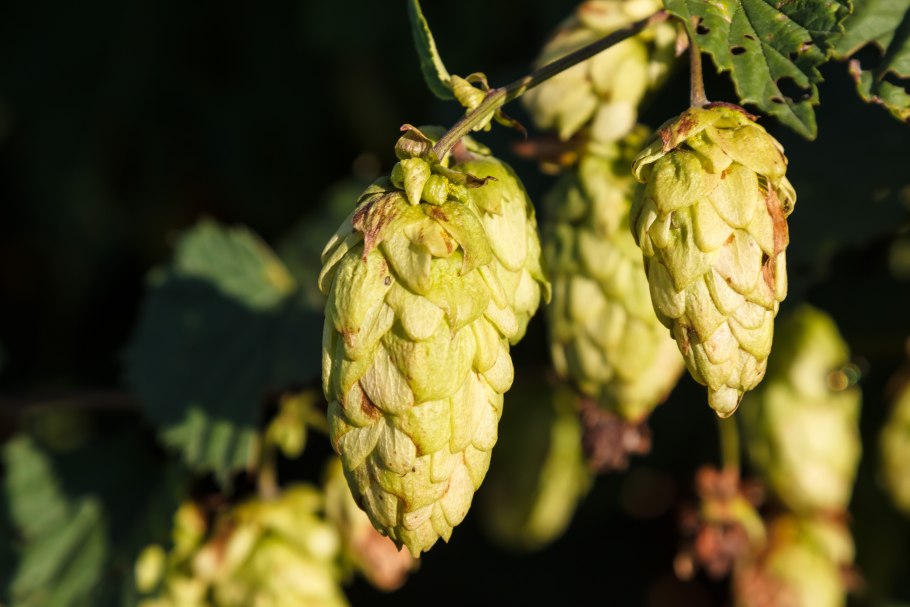 Humulus lupulus Хмель