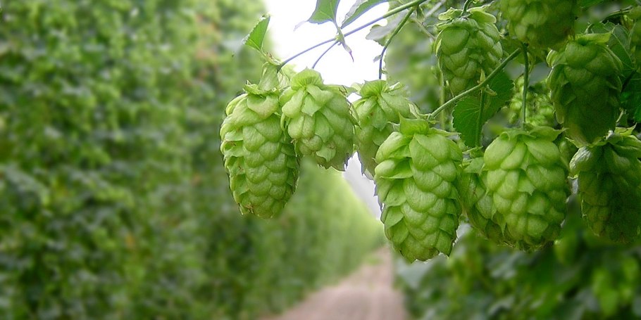 Хмель Дальневосточный