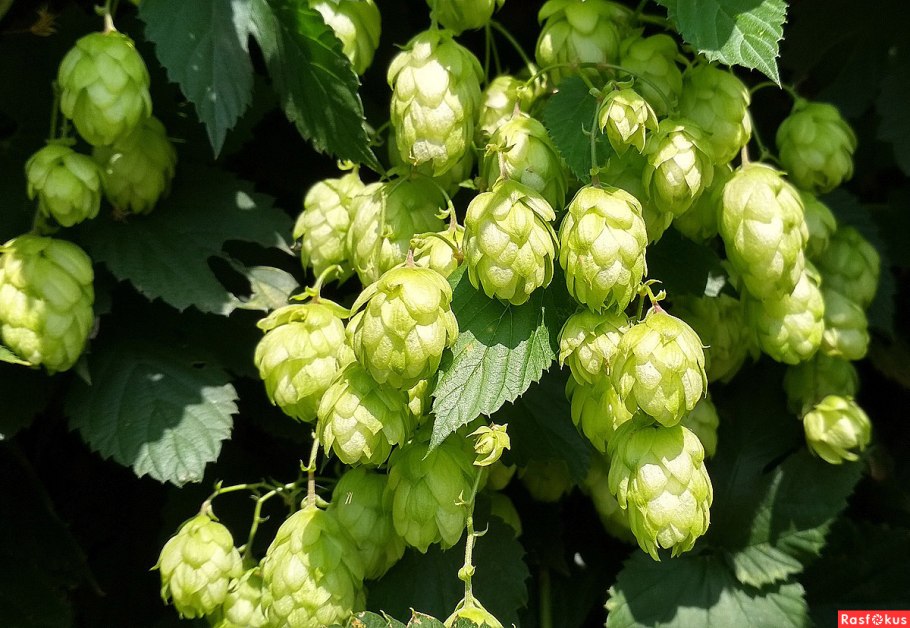 Хмель обыкновенный Лиана