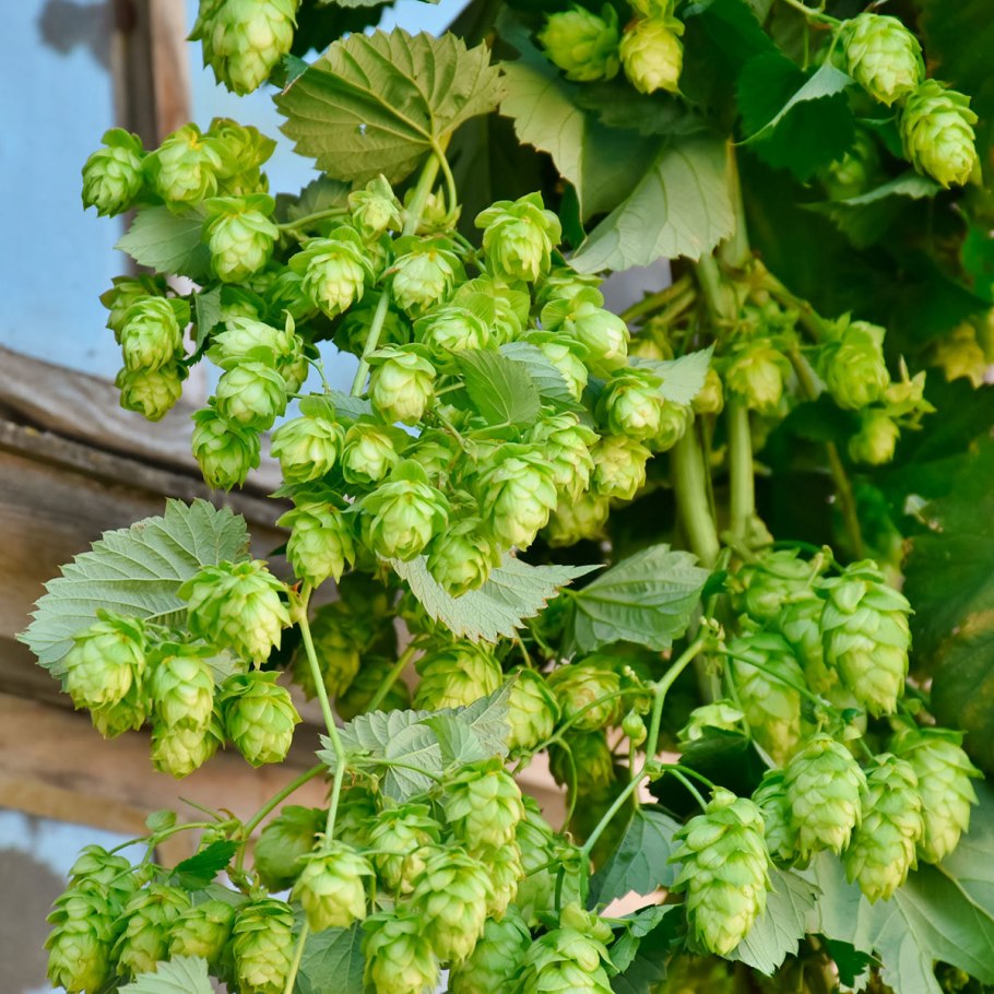 Хмель обыкновенный Нордбрау