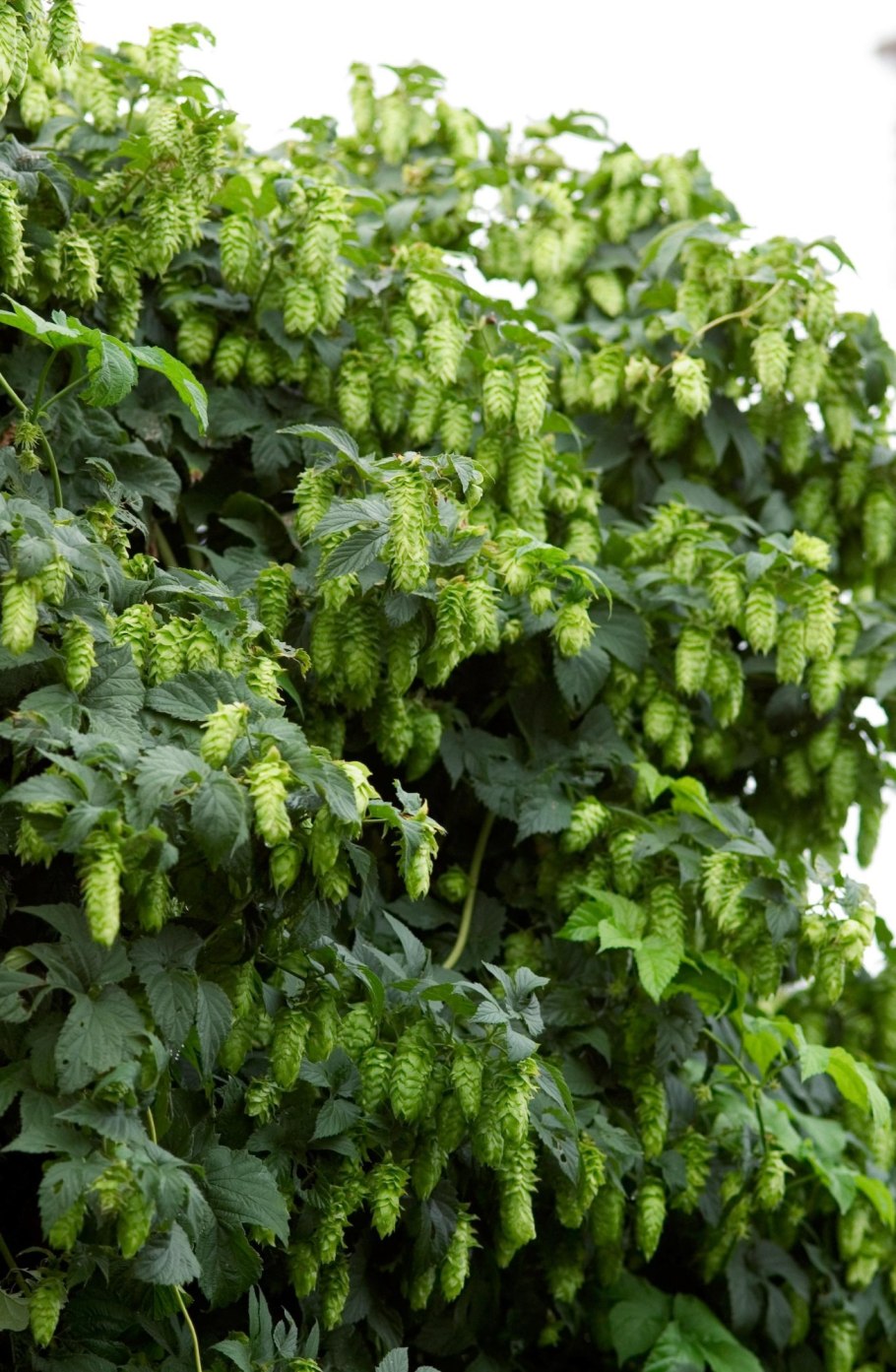 Humulus lupulus