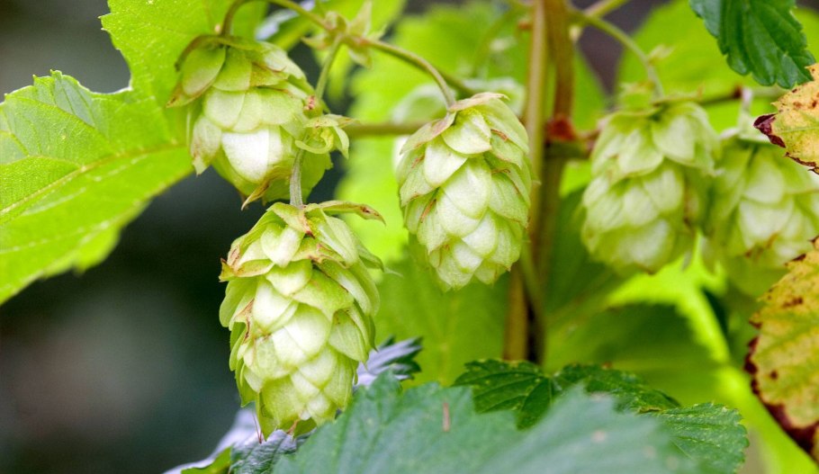 Humulus lupulus Хмель