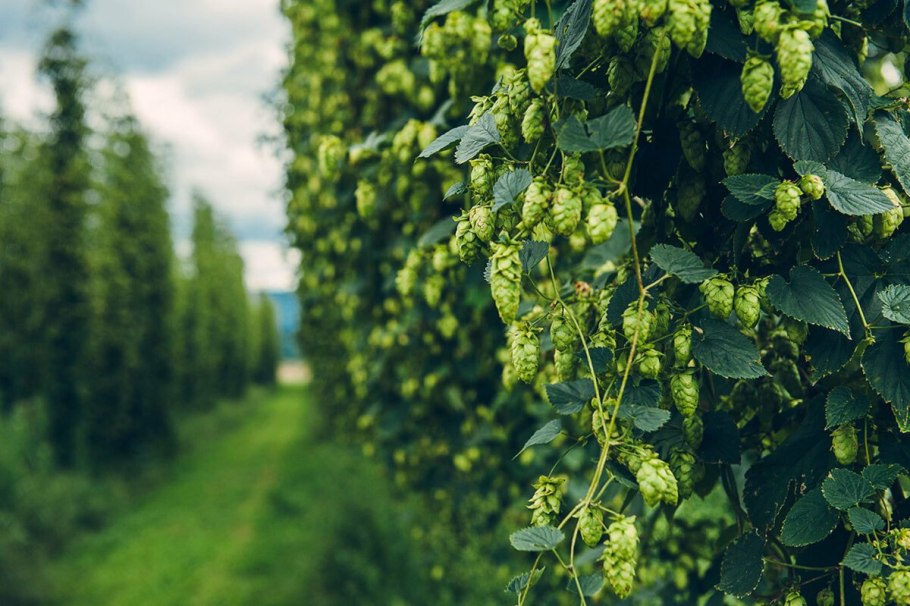 Хмель Лиана