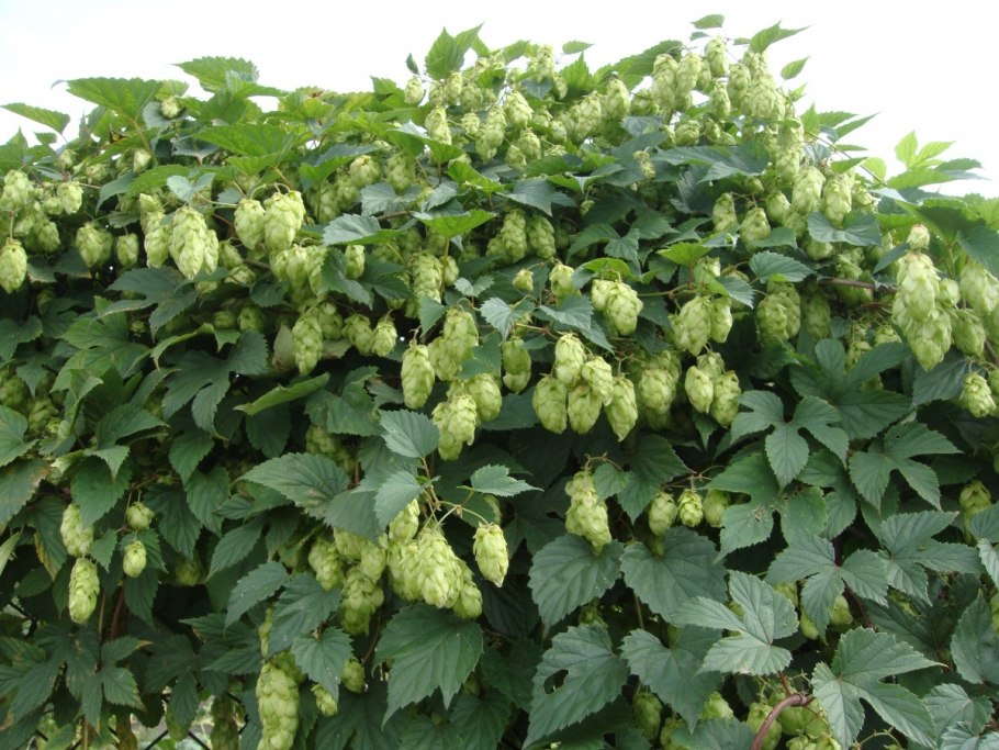 Лиана Хмель вьющийся