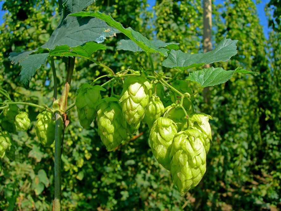 Humulus lupulus