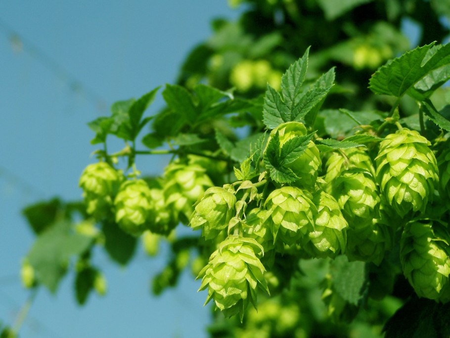 Хмель обыкновенный Humulus Lupulu