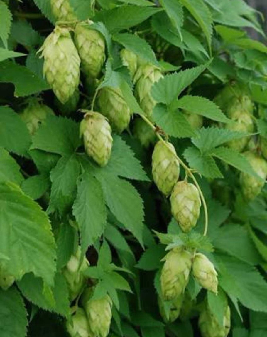 Хмель обыкновенный (Humulus lupulus l.)