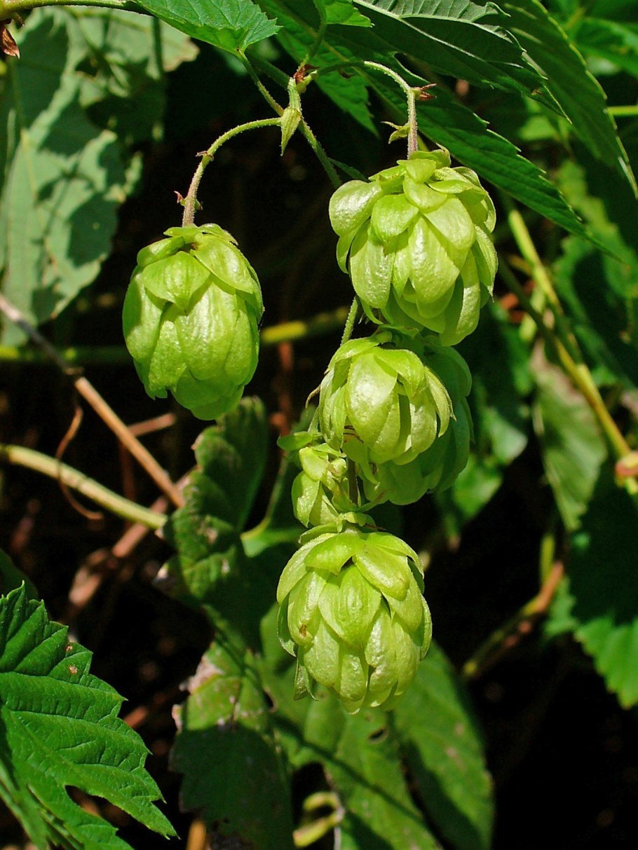 Humulus lupulus