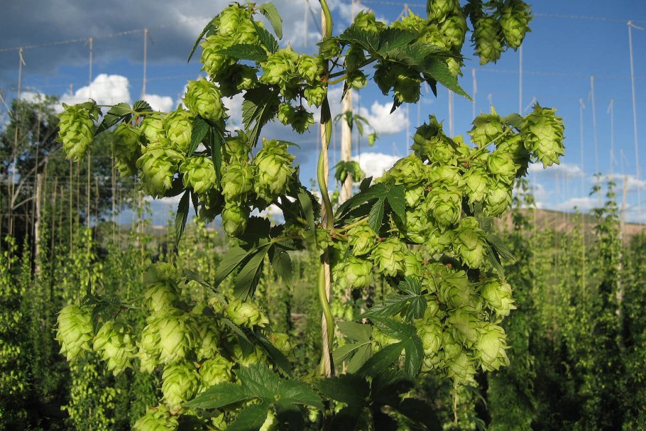 Хмель обыкновенный