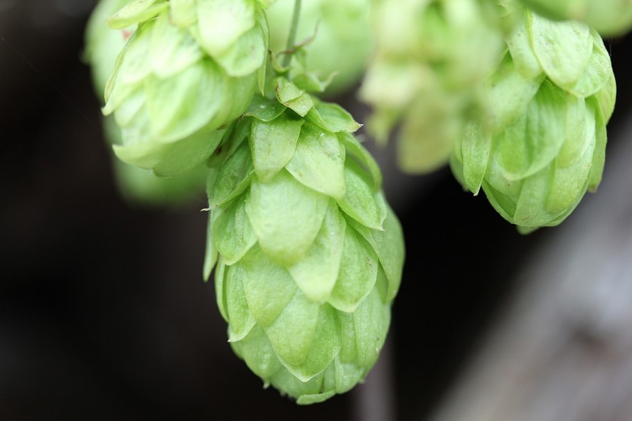 Хмель обыкновенный (Humulus lupulus)