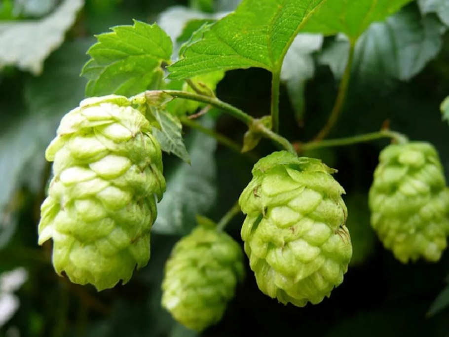 Шишки хмеля обыкновенного