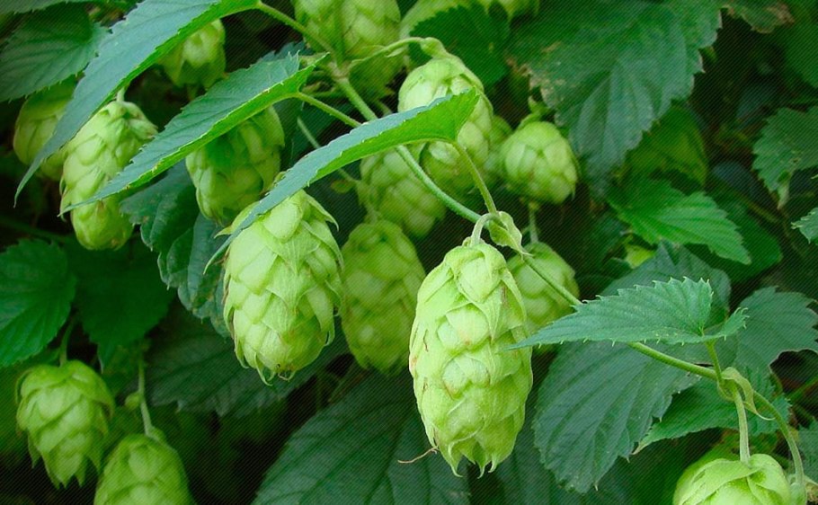 Хумулюс люпулюс