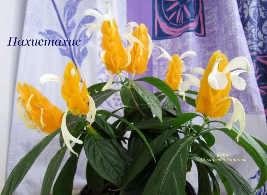 Тахис Пахис цветок