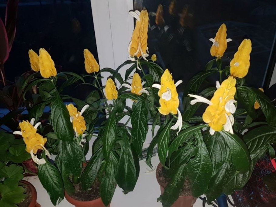 Цветок Пахистахис желтый