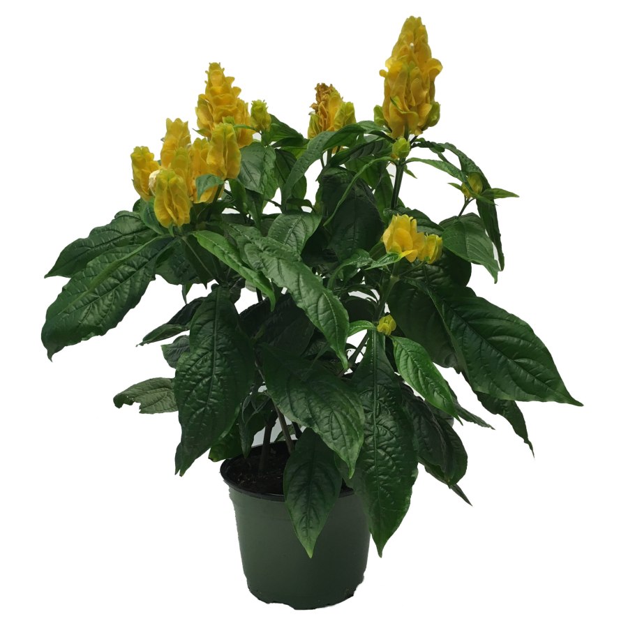 Пахистахис Родина растения