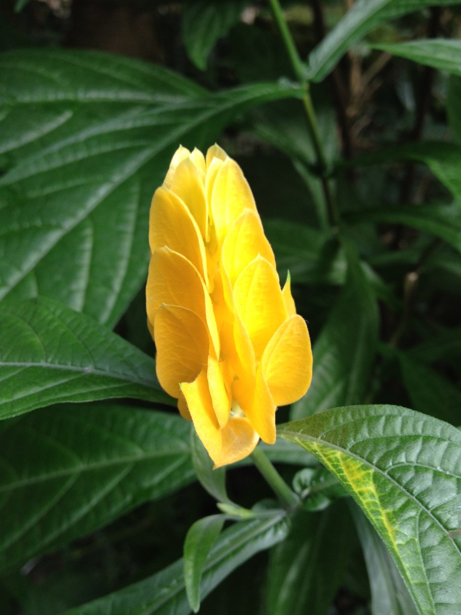 Пахистахис жёлтый