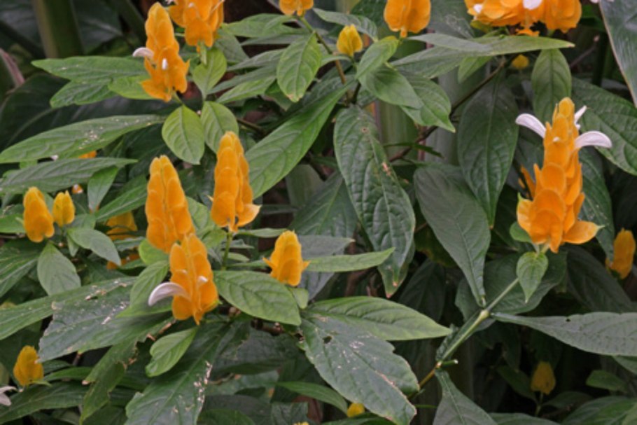 Пахистахис бутон