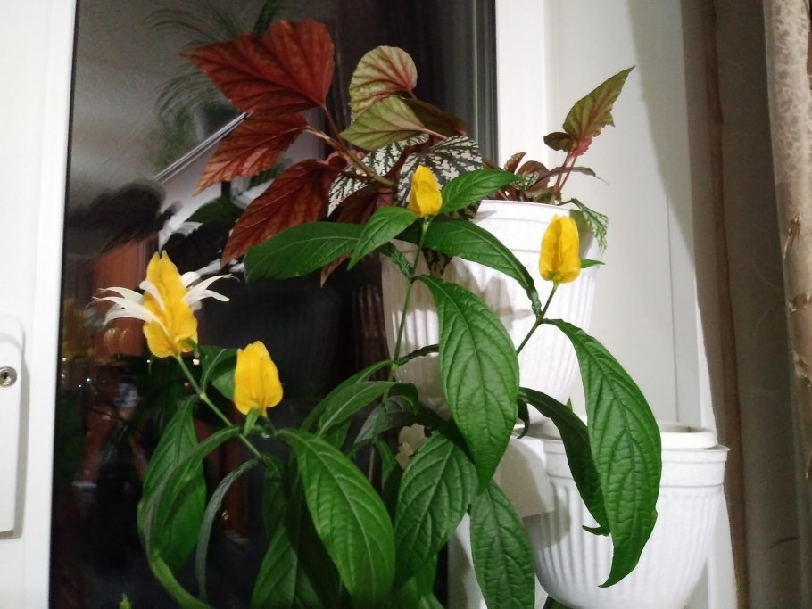 Пахистахис красный