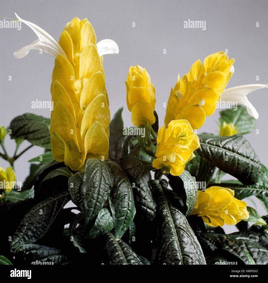 Пахистахис цветок комнатный