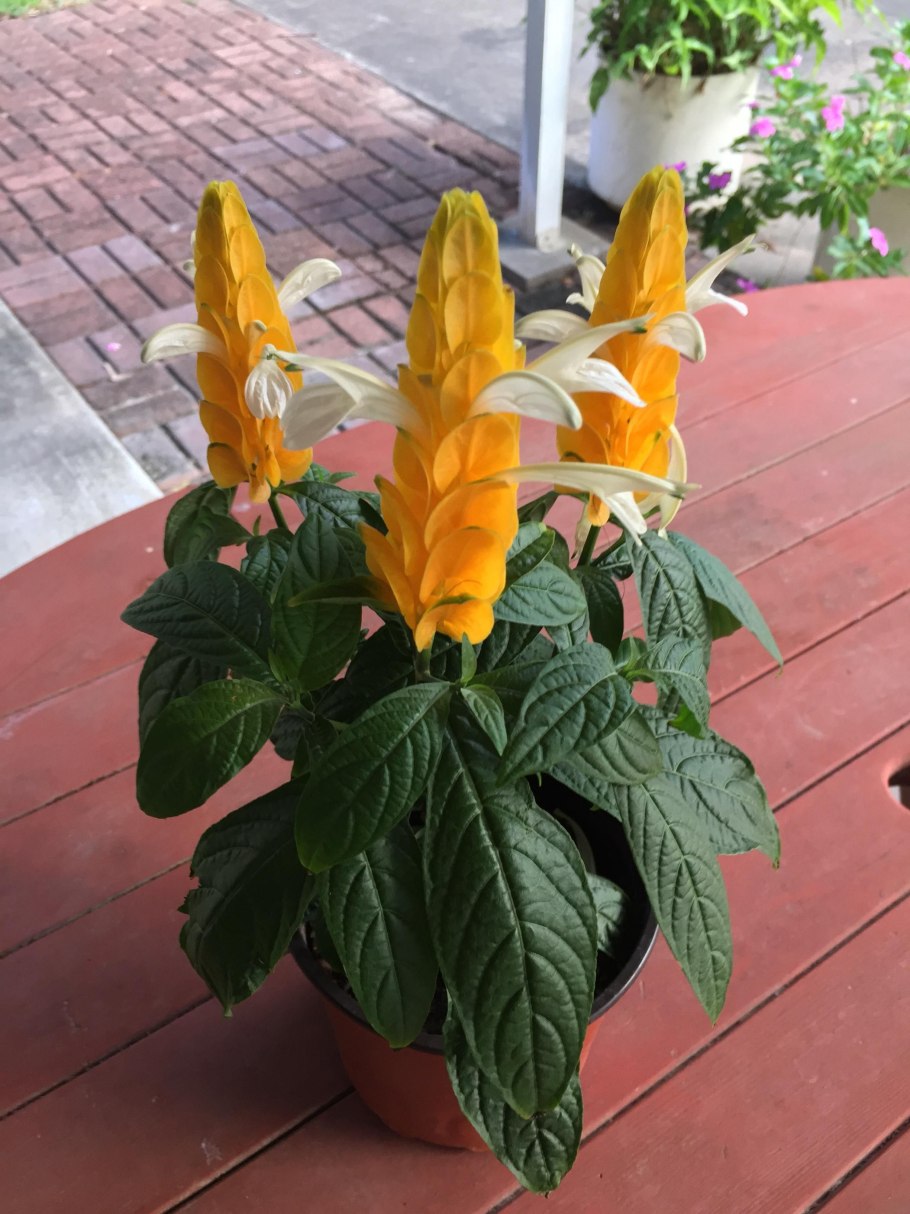 Пахистахис жёлтый