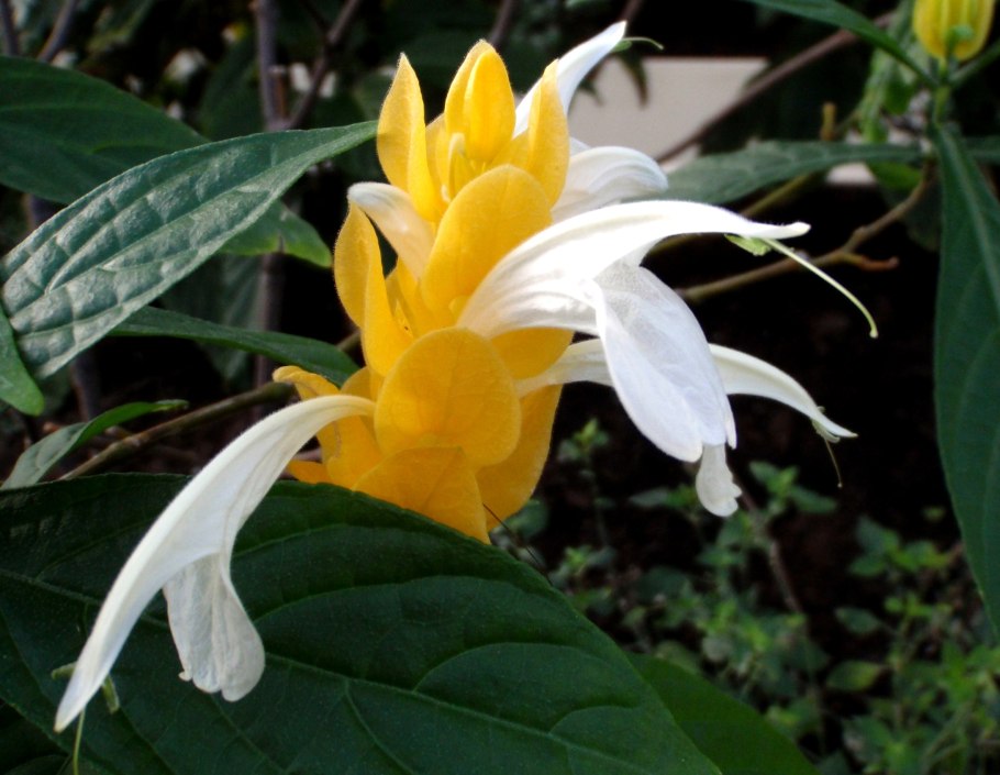 Цветок Пахистахис желтый