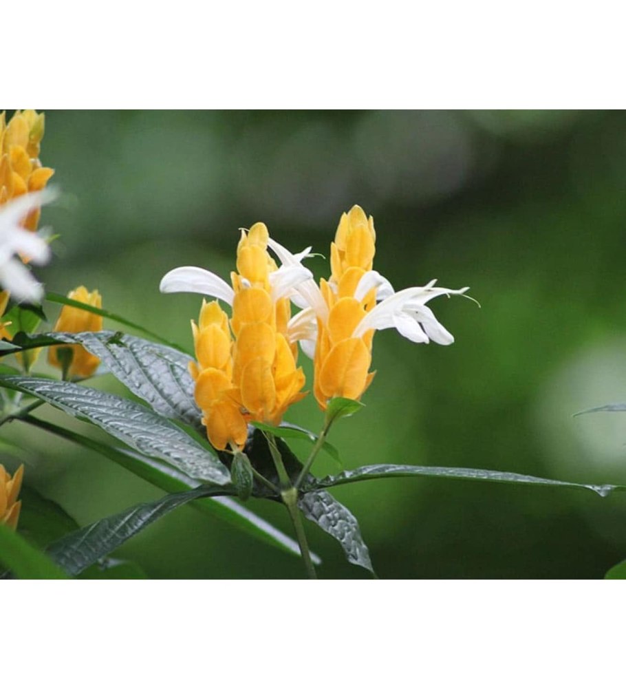 Пахистахис цветок