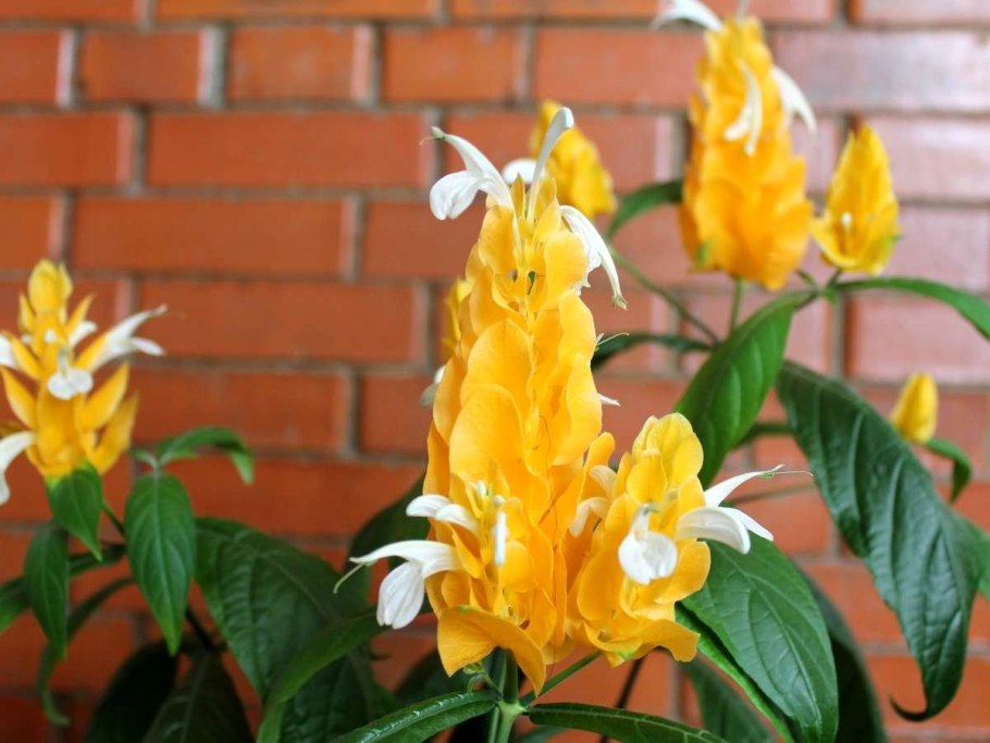 Пахистахис жёлтый