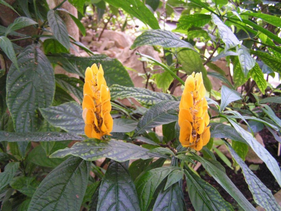 Кроссандра Пахистахис