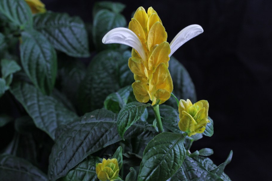 Пахистахис взрослое растение