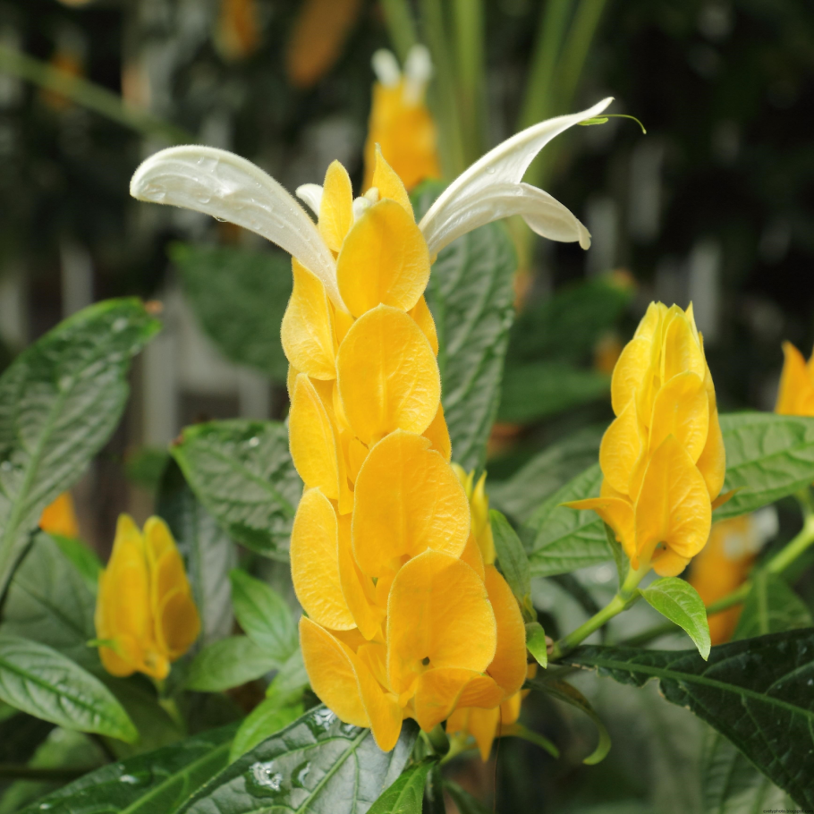 Якобиния нодоза