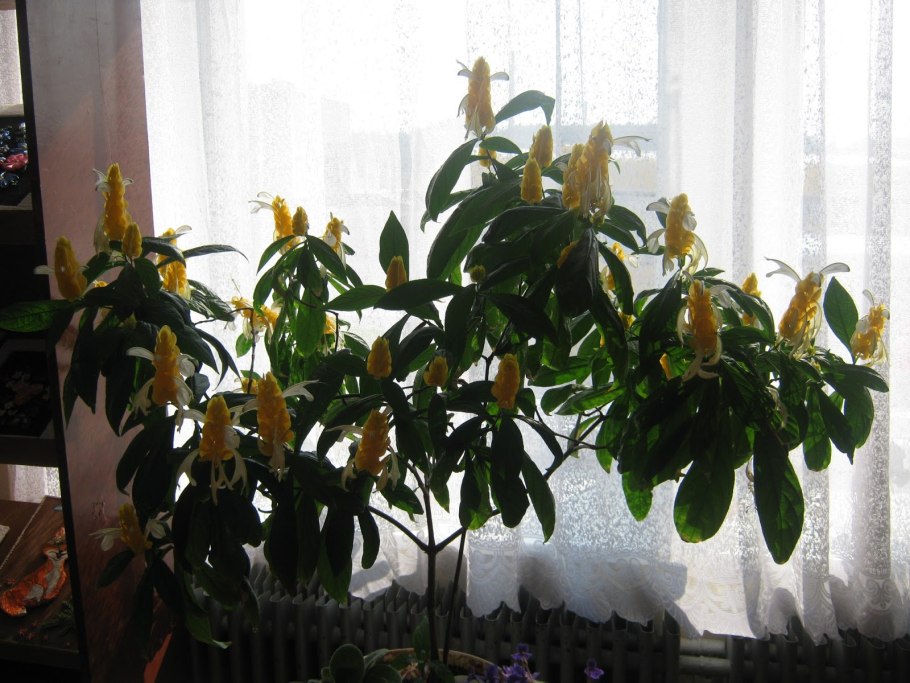 Желтый цветок комнатный Пахистахис