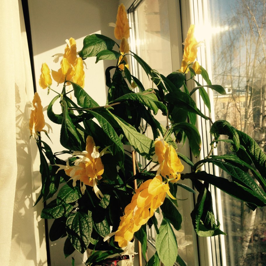 Пахистахис фиолетовый