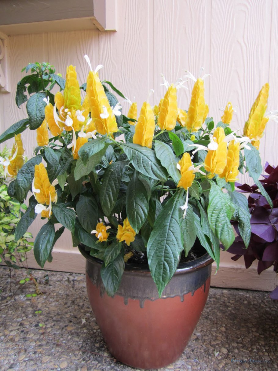 Пахистахис Родина