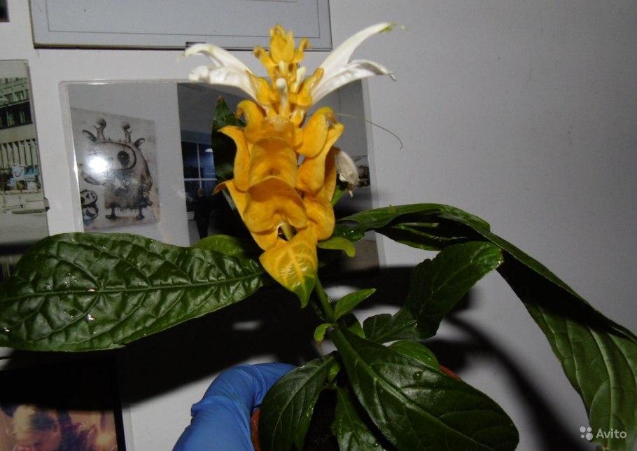 Пахистахис розовый