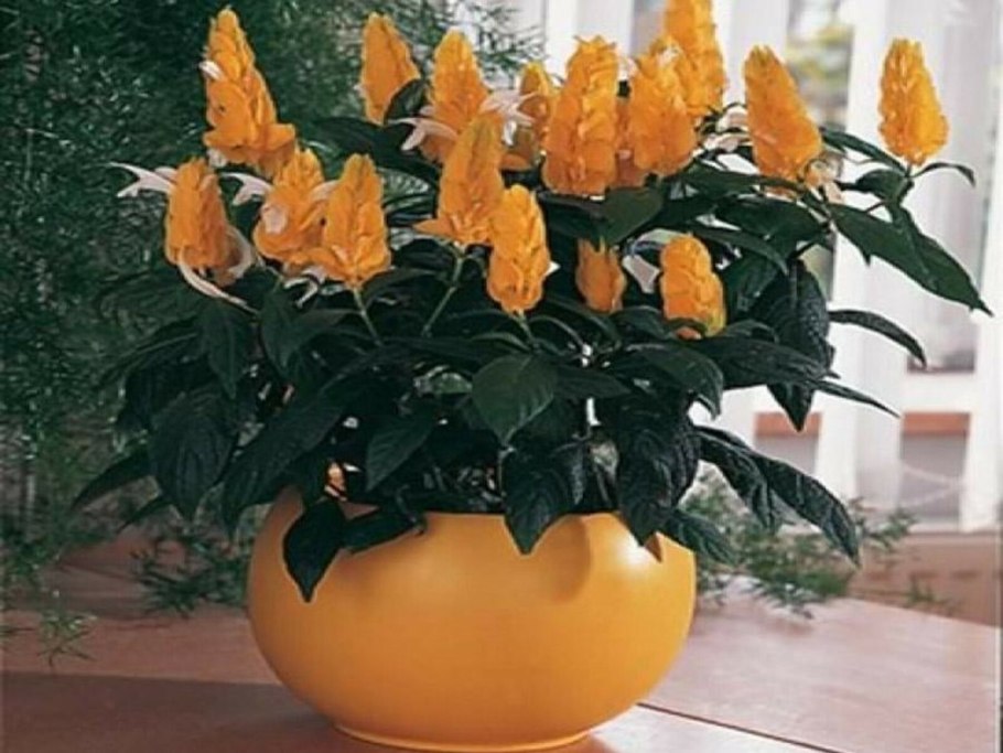 Пахистахис цветок комнатный