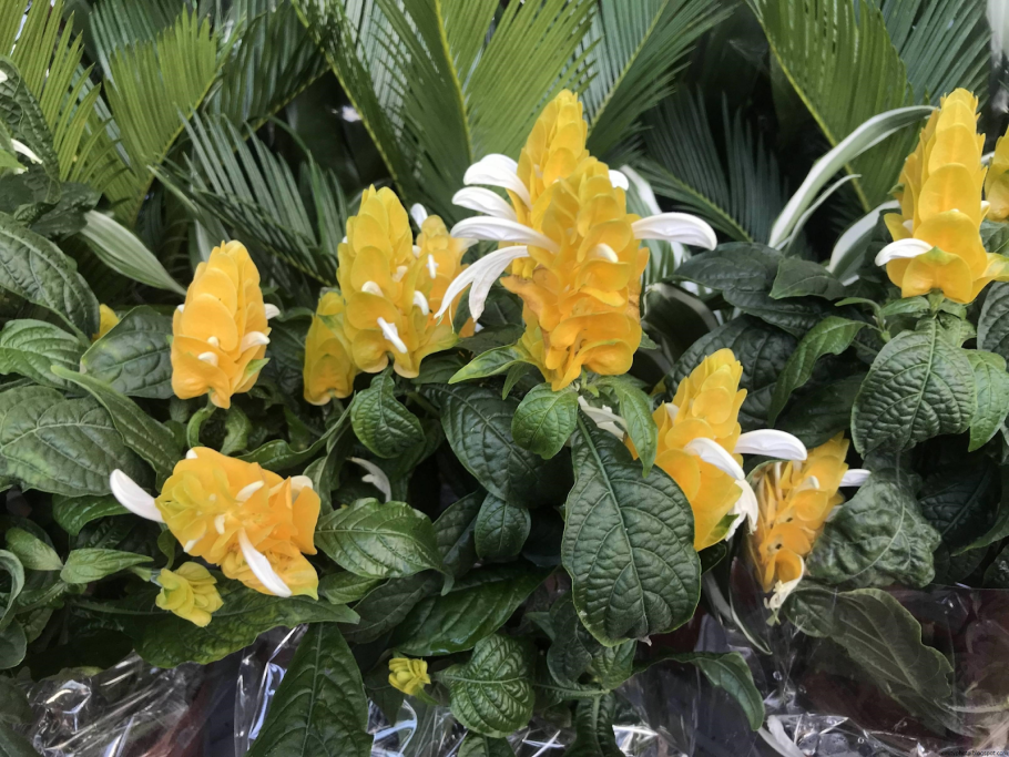 Цветок Пахистахис желтый