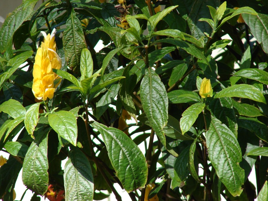 Цветок Пахистахис оранжевый