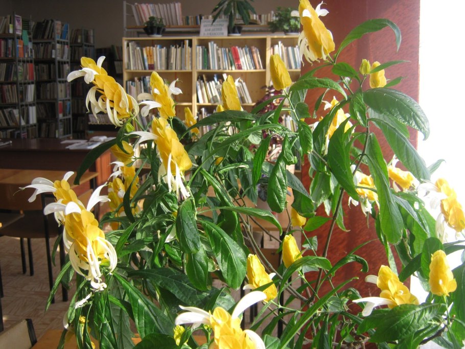 Пахистахис жёлтый