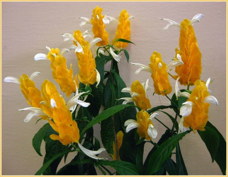 Комнатное растение Пахистахис