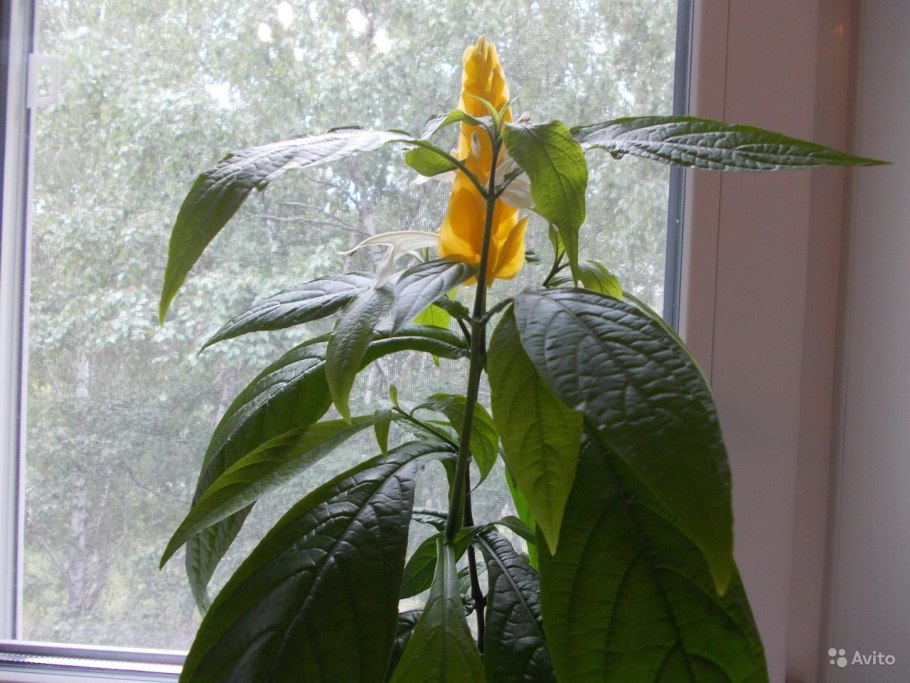 Пахистахис семена